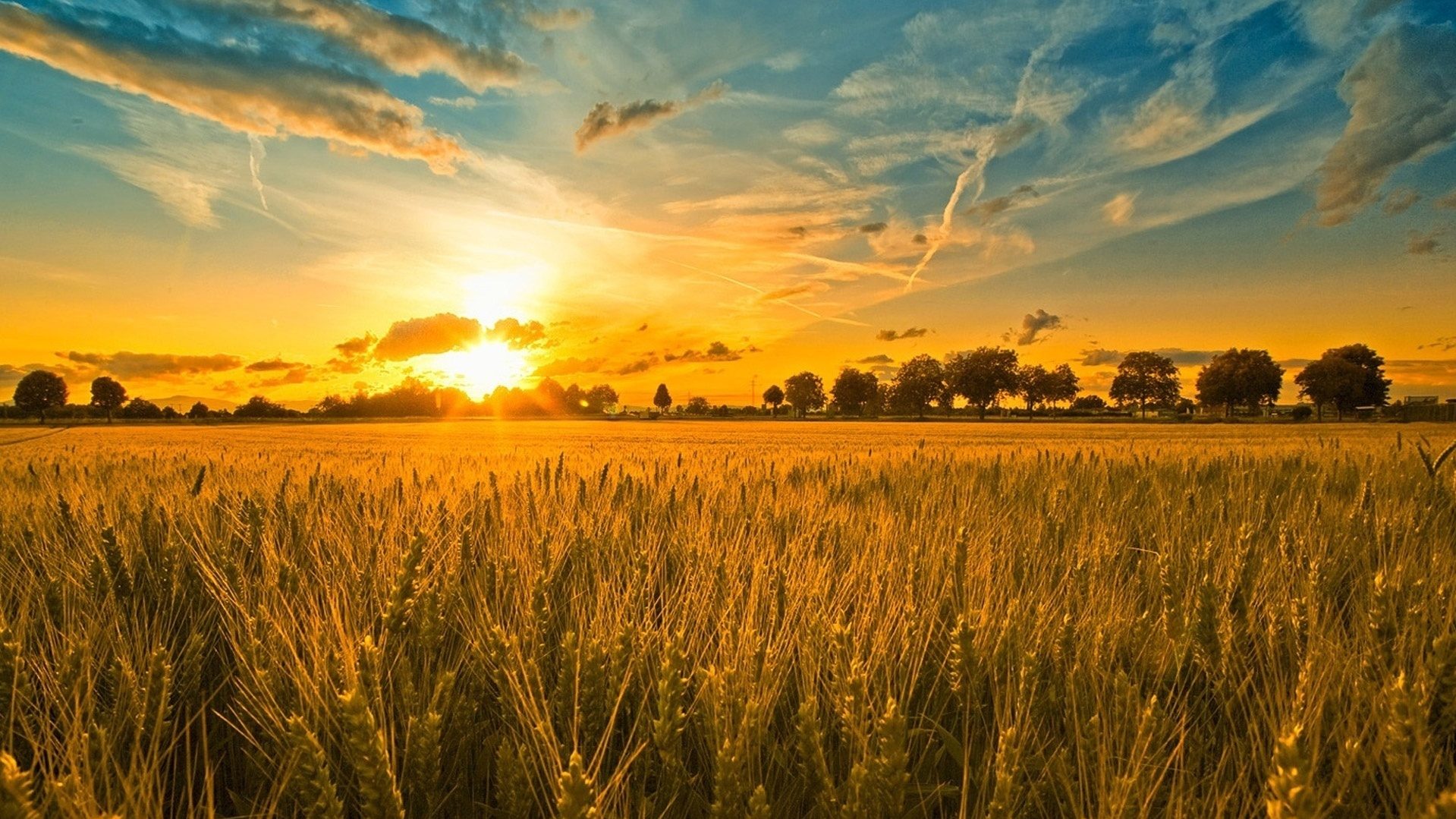 Terra Nova Organics